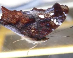 mariposa en ventana