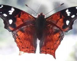mariposa en ventana