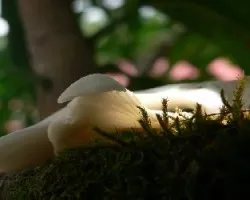 extraño hongo