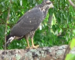 Buteogallus anthracinus