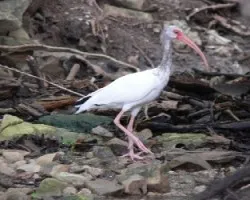 Eudocimus albus