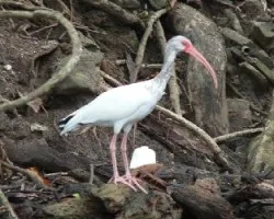 Eudocimus albus