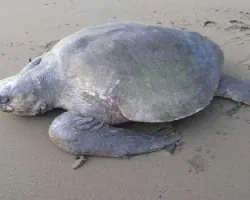 tortuga