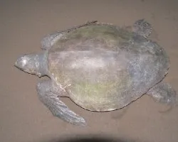 totuga