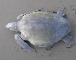 tortuga