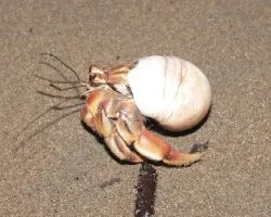 moluscos