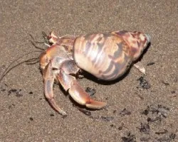 molusco