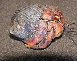 molusco