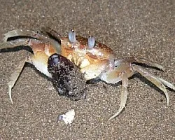 cangrejo