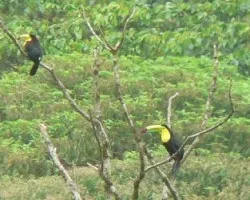 Ramphastos sulfuratus