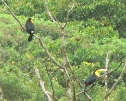 Ramphastos sulfuratus