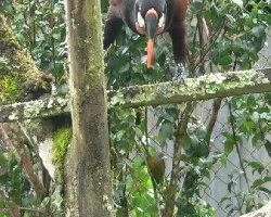 Gymnostinops montezuma