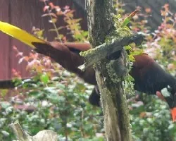 Gymnostinops montezuma