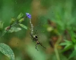 araña