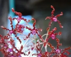 Orquídea Schomburgkia undulata