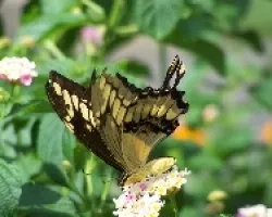 mariposa
