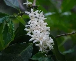 flores del café