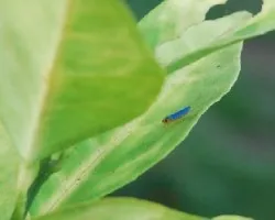 insecto
