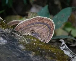 hongo-oreja