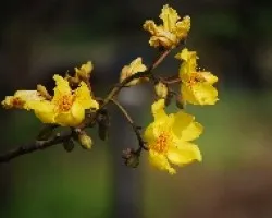 Cochlospermum vitifolium
