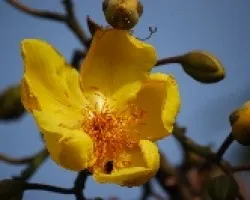 Cochlospermum vitifolium