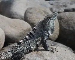 Ctenosaura similis