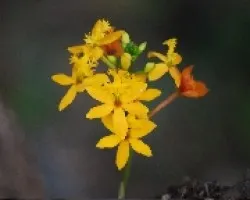 Epidendrum radicans Ballerina