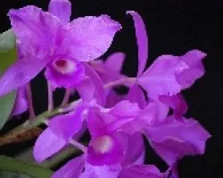 Guarianthe skinneri
