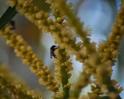 abeja