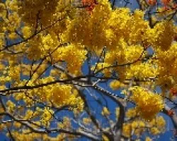 Cybistax y Erythrina