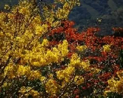 Cybistax y Erythrina