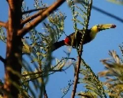 Ramphastos sulfuratus