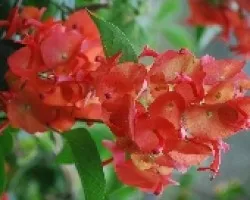 flores naranja
