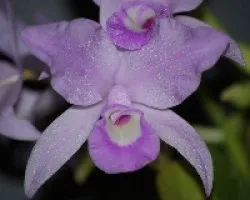 Guarianthe skinneri var.Montes de Oca