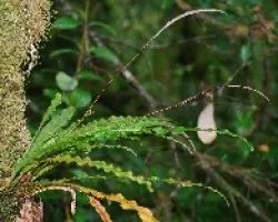 Diferentes plantas