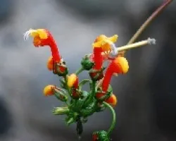 Flores