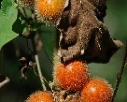 Frutos