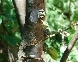 Sapranthus palanga