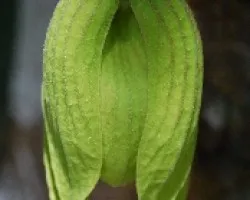 Sapranthus palanga