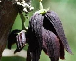 Sapranthus palanga
