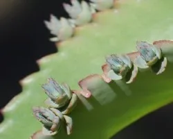 suculenta