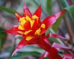 Bromelias