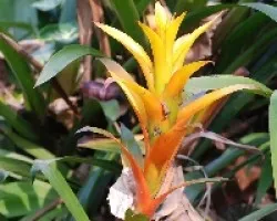 Bromelias