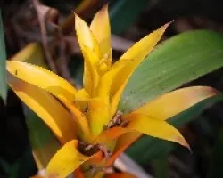 Bromelias