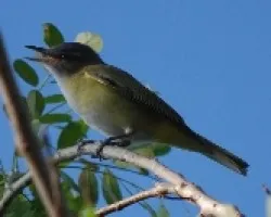 Vireo flavoviridis