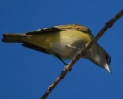 Vireo flavoviridis