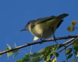 Vireo flavoviridis