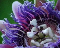 Passiflora