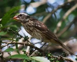 Pheucticus ludovicianus