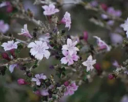 Florecillas lilas